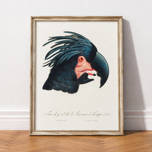 Jacques Barraband Black Cockatoo Print – Vintage Bird Wall Art Poster – 02-15 — artwork preview 2