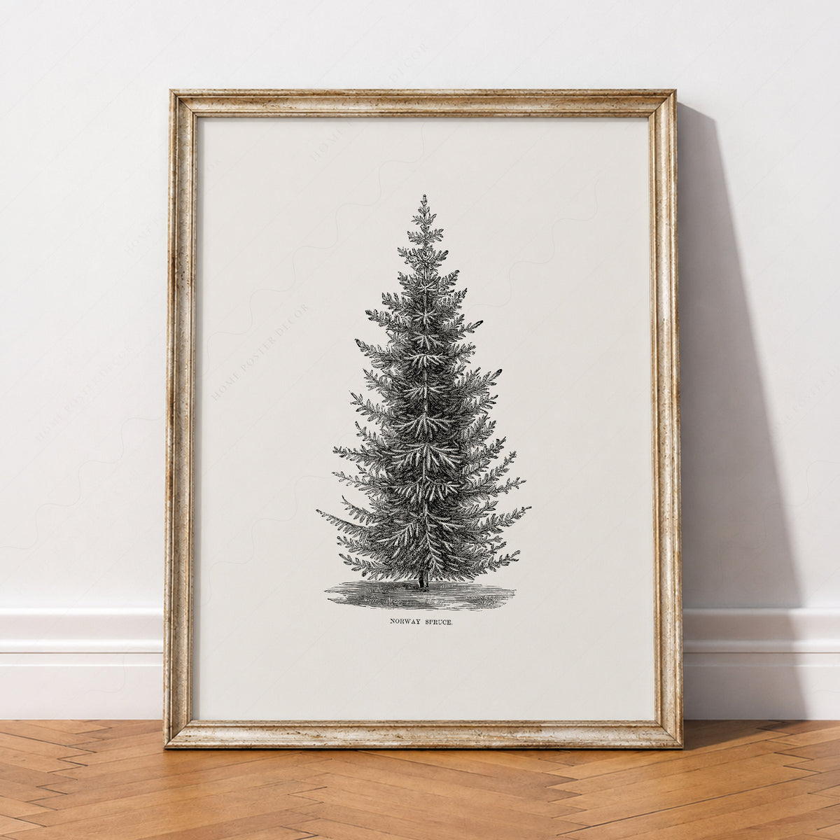 Norway Spruce Tree Botanical Print – Vintage Forest Wall Art Poster – 18-01 — artwork preview 2