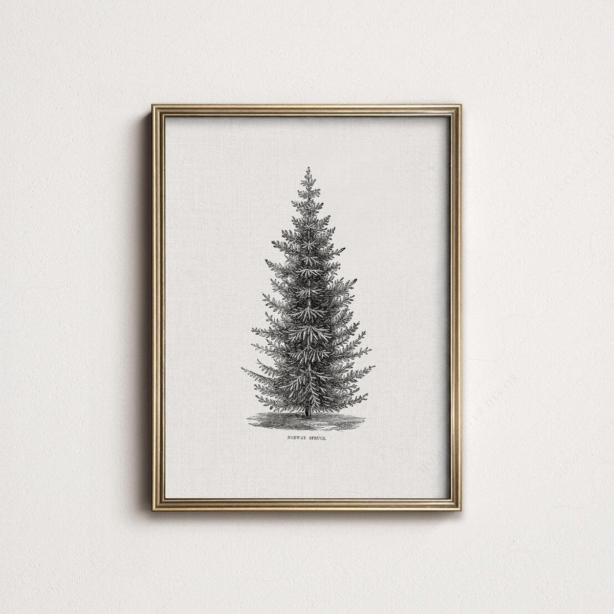 Norway Spruce Tree Botanical Print – Vintage Forest Wall Art Poster – 18-01 — artwork preview 14