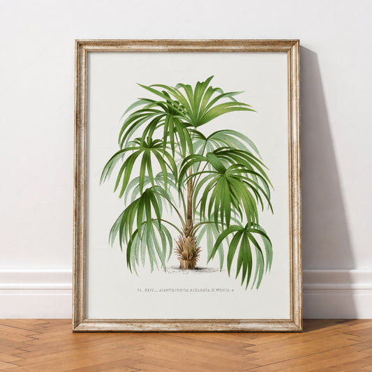 Vintage Palm Tree Botanical Print – Tropical Wall Art Coastal Decor – 33-01 — artwork preview 2