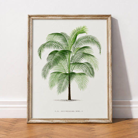 Vintage Palm Tree Botanical Print – Cocos Weddeliana Tropical Wall Art – 33-02 — artwork preview 2