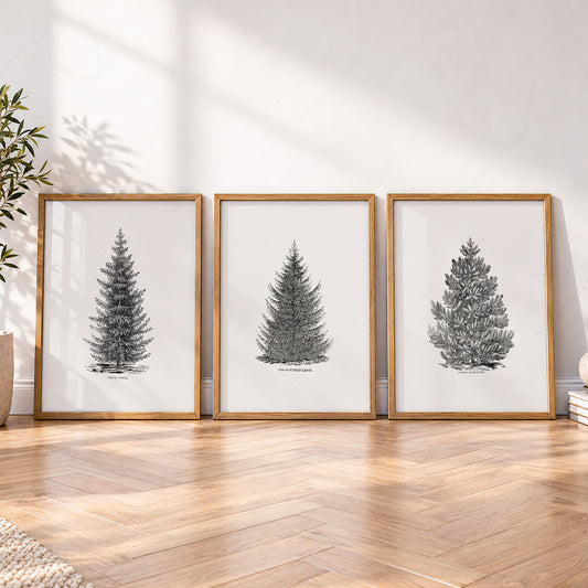 Norway Spruce Trees Wall Art Set of 3 – Vintage Botanical Prints – 18-000 — artwork preview 4