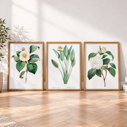 Botanical Gallery Wall Art Set – Vintage Flower Prints for Nature Lovers – 0-03 — artwork preview 4