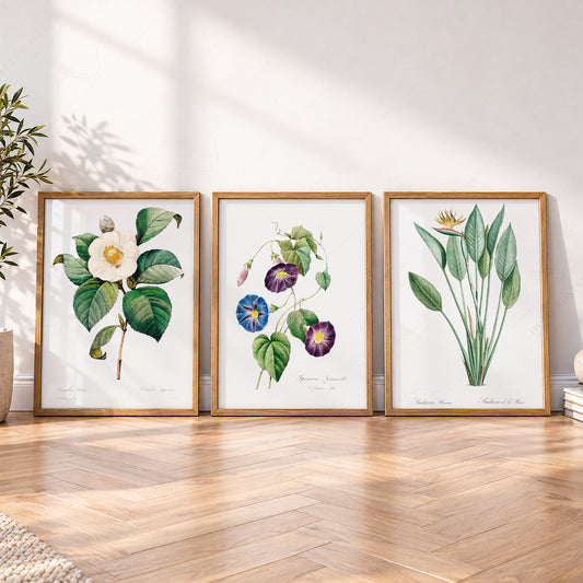 Botanical Gallery Wall Art Set of 3 Prints – Vintage Flower Art Posters – 0-04 — artwork preview 4