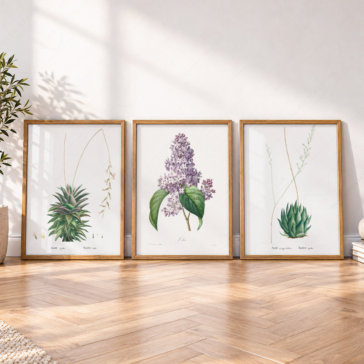 Botanical Gallery Wall Art Set of 3 Prints – Vintage Aloe & Lilac Poster – 0-06 — artwork preview 4