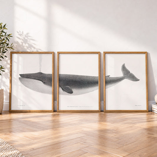 Vintage Blue Whale Triptych Print Set – Nautical Wall Art Decor – 01-A — artwork preview 4