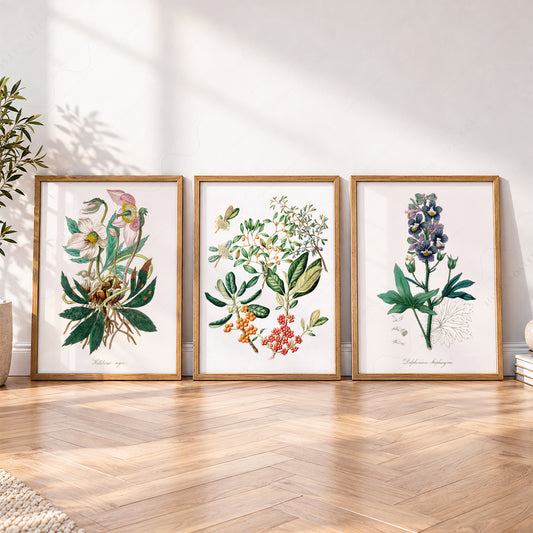 Botanical Gallery Wall Set of 3 Prints – Vintage Flower Art Posters – 00-01 — artwork preview 4