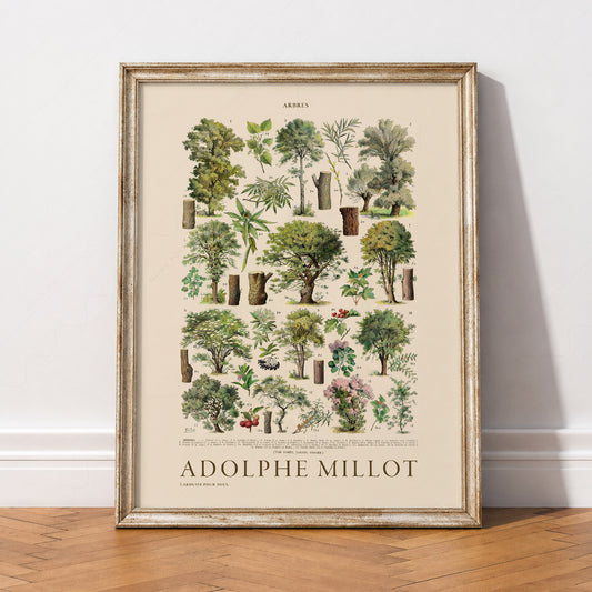 Adolphe Millot Arbres Trees Print – Vintage Botanical Wall Art Poster – 12-01 — artwork preview 2