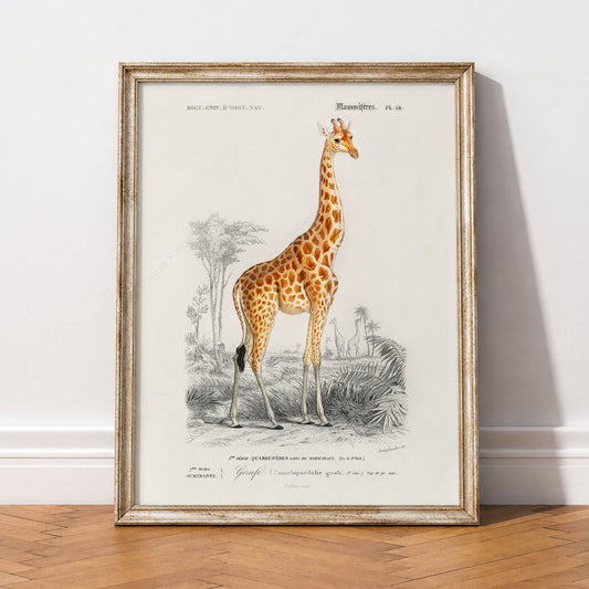 Charles Dessalines Giraffe Print – Vintage Natural History Wall Art Poster – 01-03 — artwork preview 2