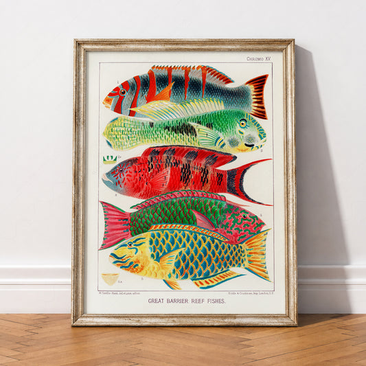 Great Barrier Reef Fishes Vintage Print – Coastal Wall Art Poster – 01-18 — artwork preview 2
