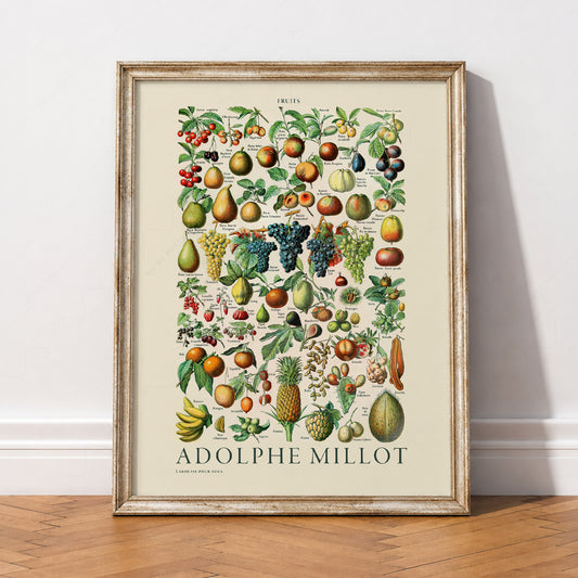 Adolphe Millot Fruits Botanical Print – Vintage Kitchen Wall Art Poster – 12-01 — artwork preview 2