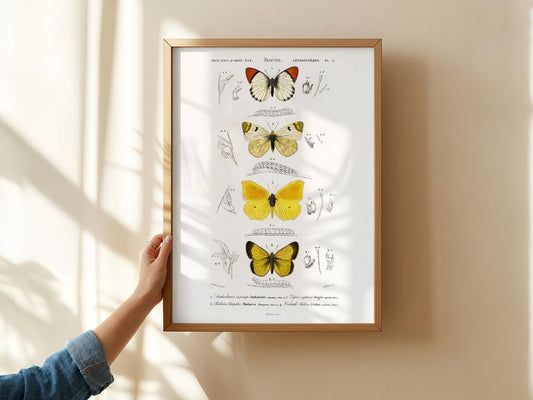 Vintage Butterfly Print – Botanical Illustration – nursery wall art for baby room