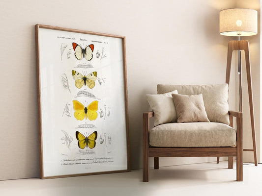 Vintage butterfly botanical illustration art print featuring yellow and orange butterflies with scientific details as wall art.