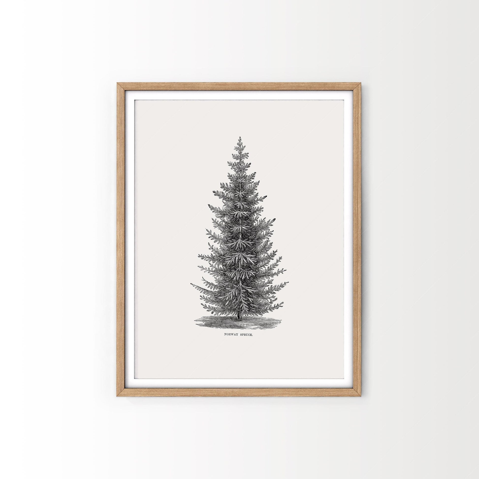 Home Poster Decor Single Norway spruce tree, Botanical Print, Forest Poster, Winter Tree Photo, Pine Tree Print, Vintage Nature Art, Vintage Gift, Nordic Forest