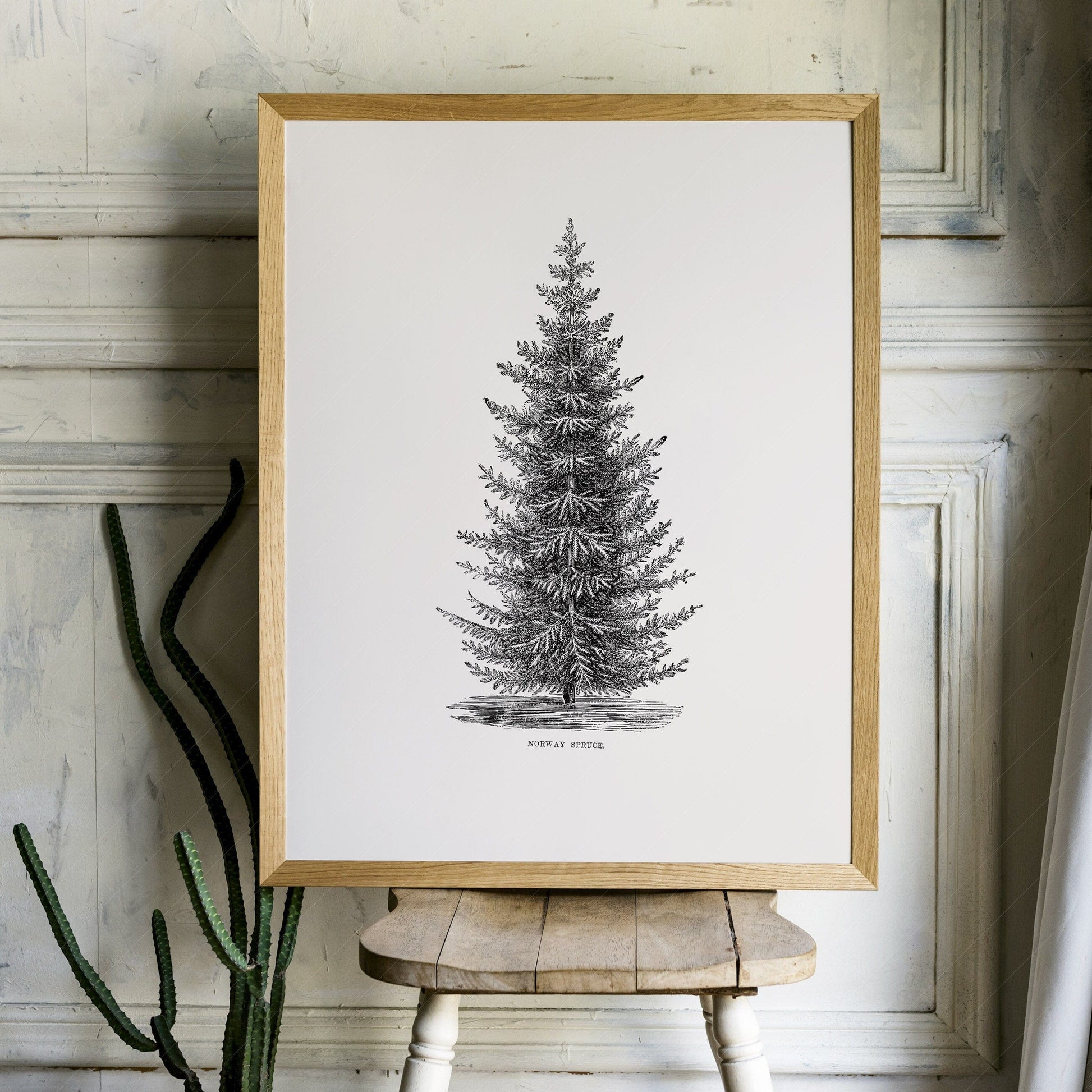 Home Poster Decor Single Norway spruce tree, Botanical Print, Forest Poster, Winter Tree Photo, Pine Tree Print, Vintage Nature Art, Vintage Gift, Nordic Forest