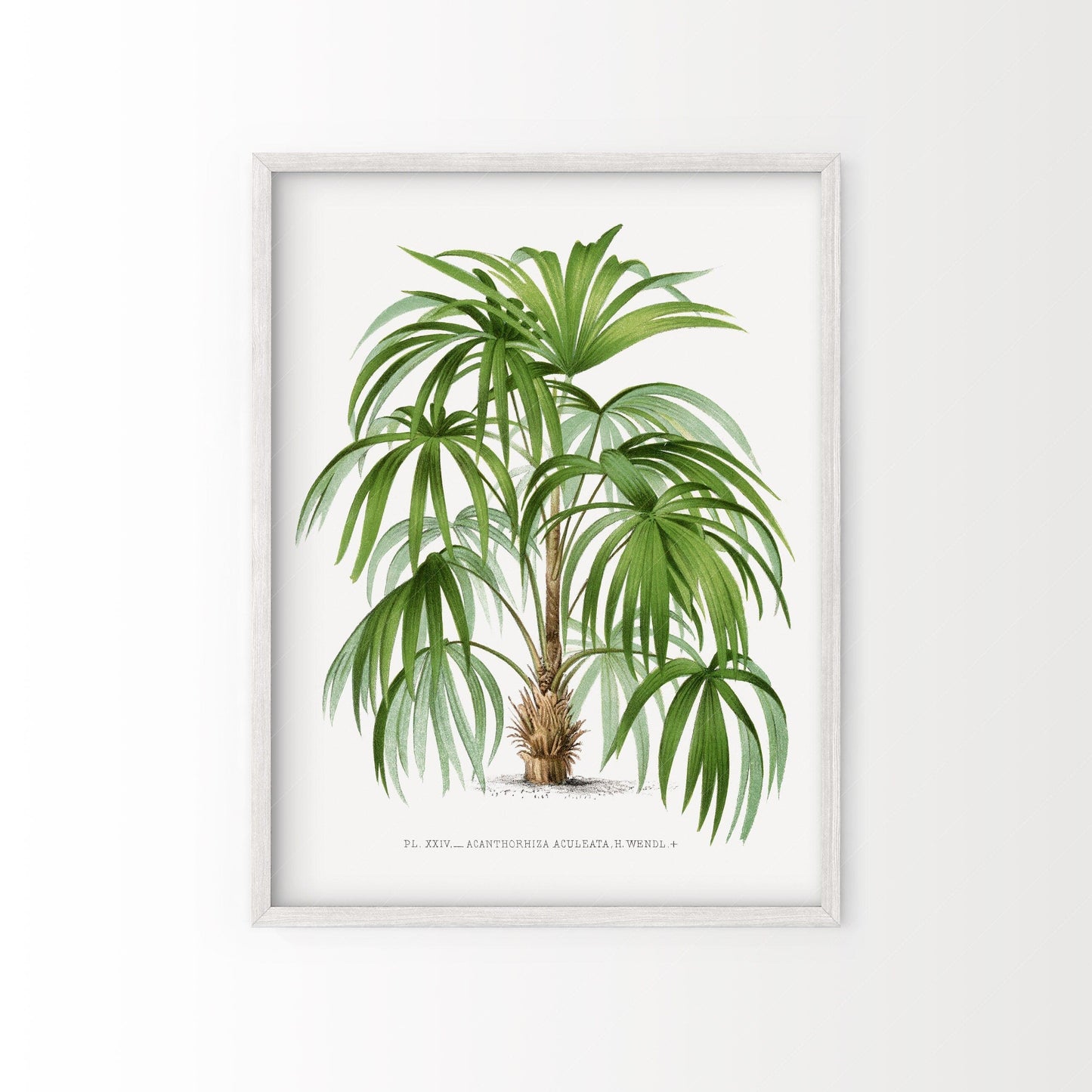 Home Poster Decor Palm Tree Vintage, Botanical Wall Art, Palm Leaves, Beach House Decor, Exotic Nature, Antique Coastal, Farmhouse Decor, Summer Tropical Boho