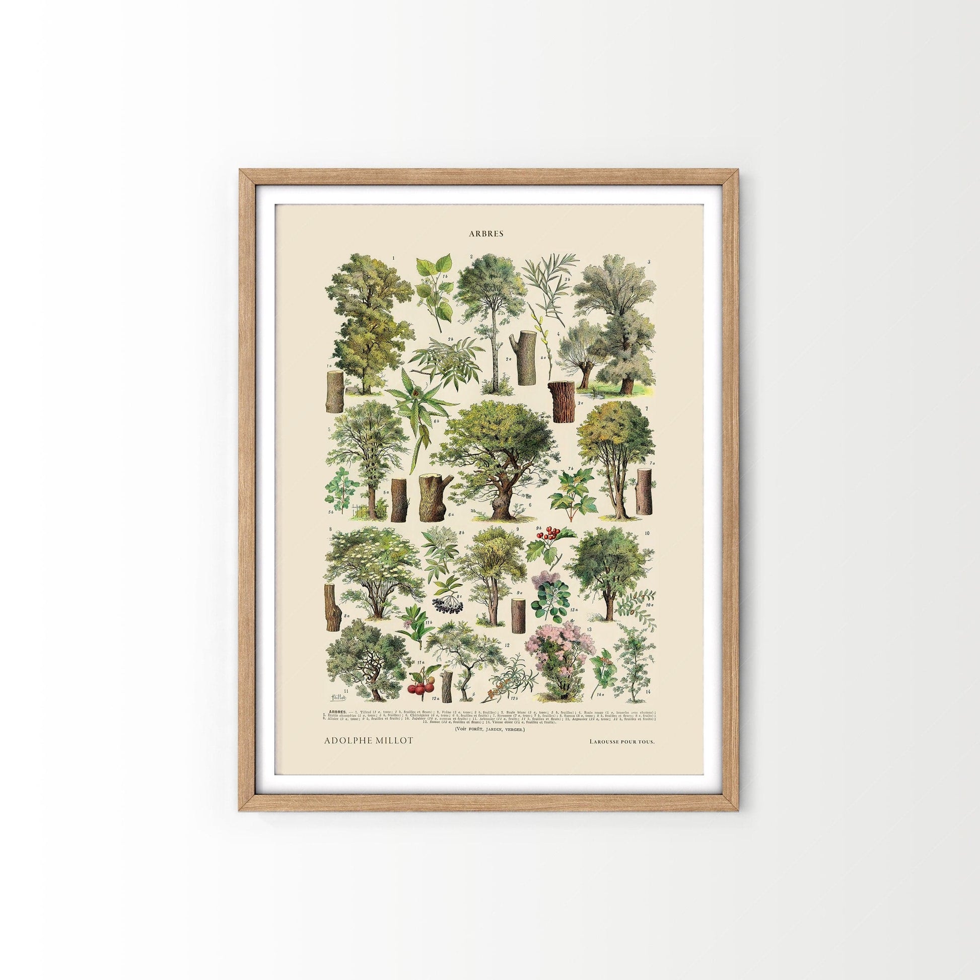 Home Poster Decor Single Trees Illustration Print, Adolphe Millot Poster, Arboreal Poster, Greenhouse Art, Arboretum Art, Farm House Decor, Trees Vintage, Gift 2