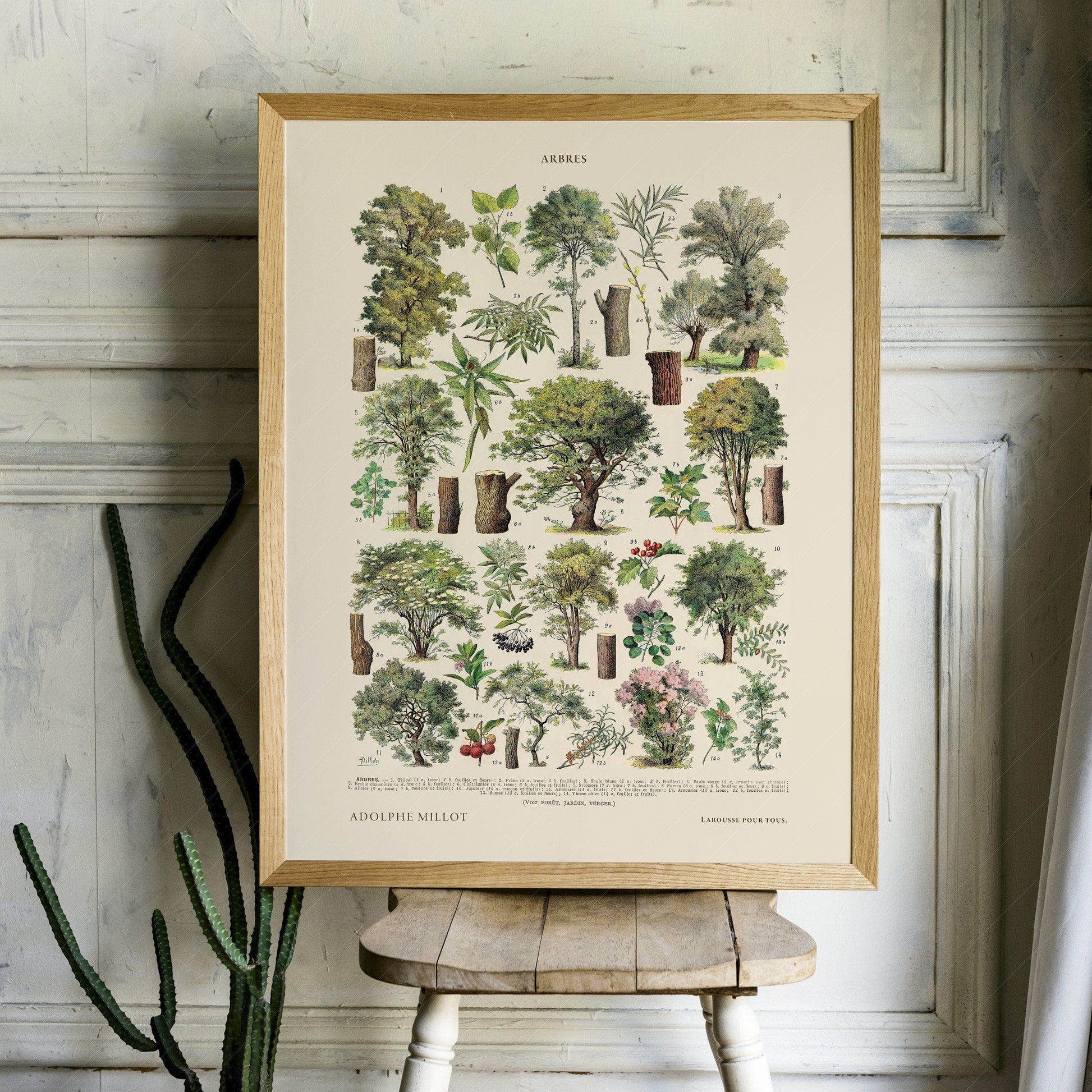 Home Poster Decor Single Trees Illustration Print, Adolphe Millot Poster, Arboreal Poster, Greenhouse Art, Arboretum Art, Farm House Decor, Trees Vintage, Gift 2