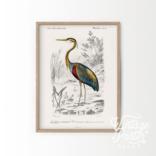 Home Poster Decor Vintage Bird Wall Art, Purple Heron Print, Botanical Poster, Birds Painting, Wedding Gift, Antique Bird Illustration, Birds of America