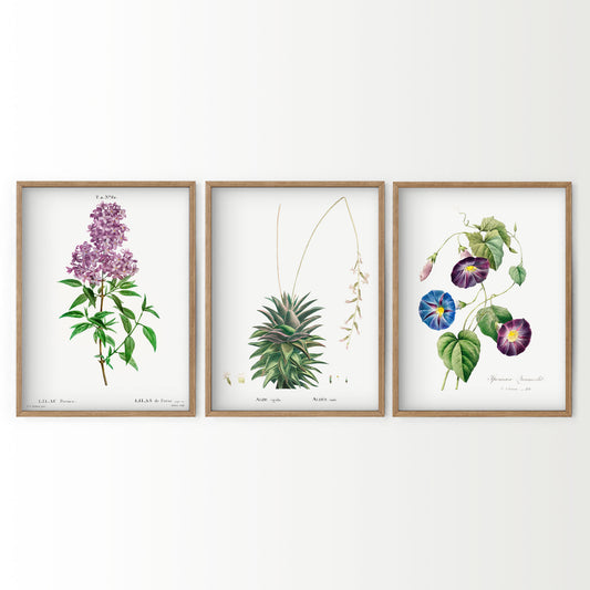 Botanical Gallery Wall Art, Set of 3 Prints, Antique Flowers Paintings 07