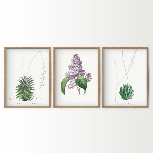 Botanical Gallery Wall Art, Set of 3 Prints, Antique Flowers Paintings 06