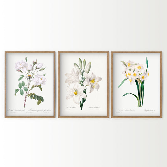 Botanical Gallery Wall Art, Set of 3 Prints, Antique White Flower Paintings 05
