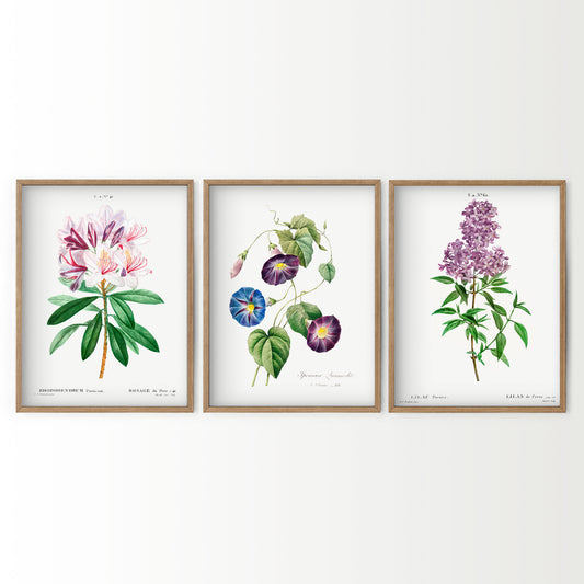 Botanical Gallery Wall Art, Set of 3 Prints, Antique Flowers Paintings 08