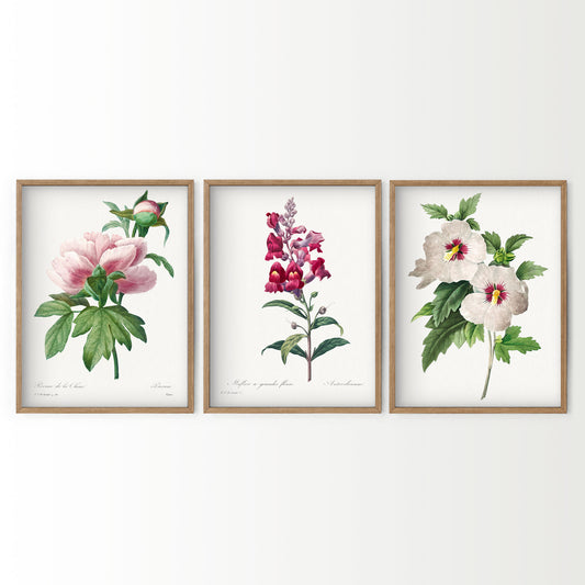 Botanical Gallery Wall Art, Set of 3 Prints, Antique Flowers Paintings 11