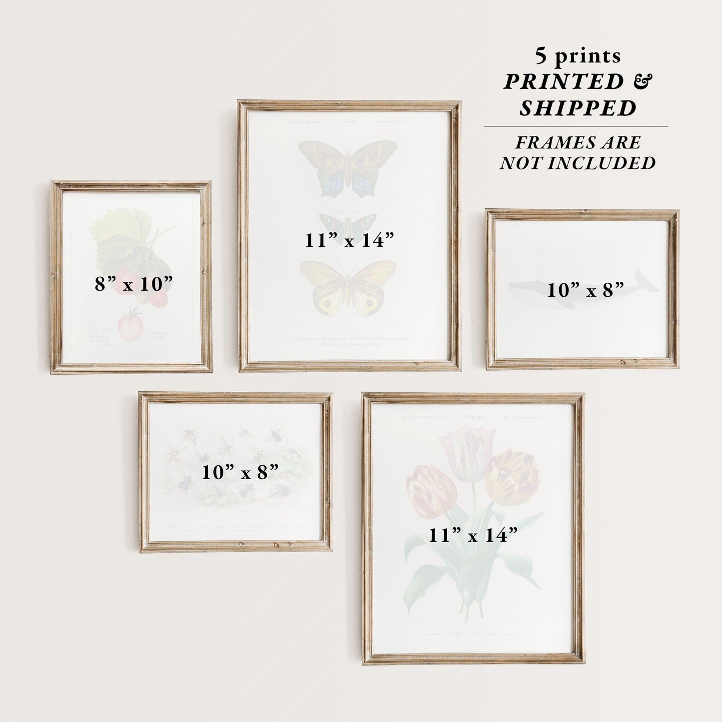 Home Poster Decor Gallery Wall Vintage Gallery Wall, Antique Flower Print, Butterfly Art, Farmhouse Gallery, Strawberry Poster, 5 Prints, 3 in 8 x10", 2 in 11x 14" size