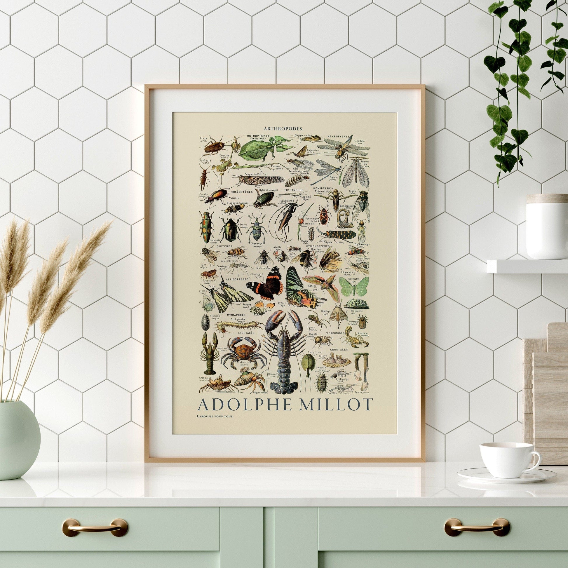 Home Poster Decor Vintage Print, Adolphe Millot Poster, Ocean Wall Art, Butterfly and Sea Life, High Quality Cotton Paper, 8x10, A2 50x70 60x90 18x24 24x36